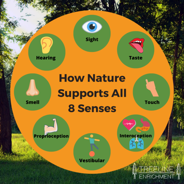 How Nature Supports All 8 Senses - Treeline Enrichment